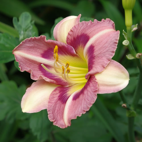 Hemerocallis Indy Charmer